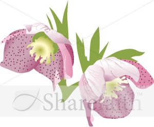 Two Purple Lilies