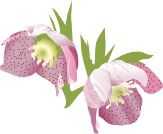 Two Purple Lilies