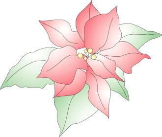 Poinsettia Flower
