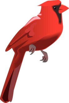 Cardinal Perched