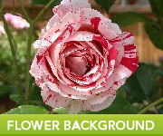 Free Stock Photo Flower
