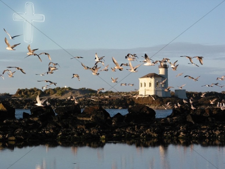 Flock of Seagulls in Flight Thumbnail Showcase
