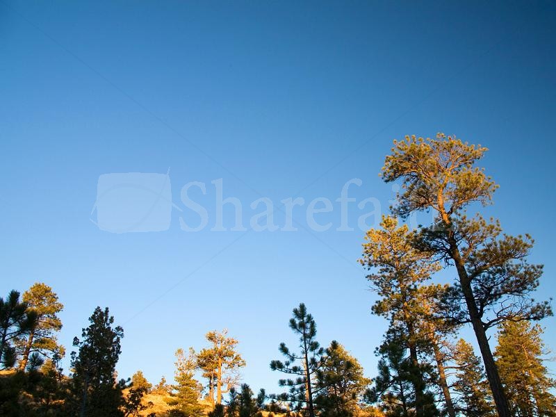 Arms Reaching for Bird