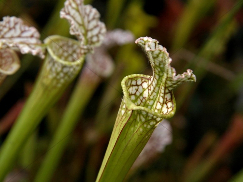 White Trumpet Pitcher Plant Close Up