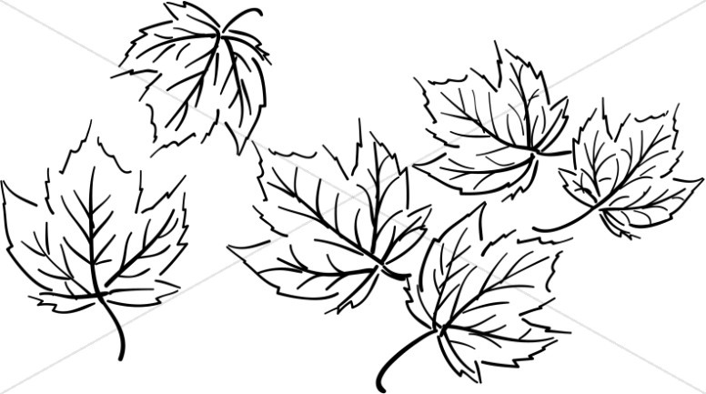Black and White Maple Leaf Cluster Thumbnail Showcase
