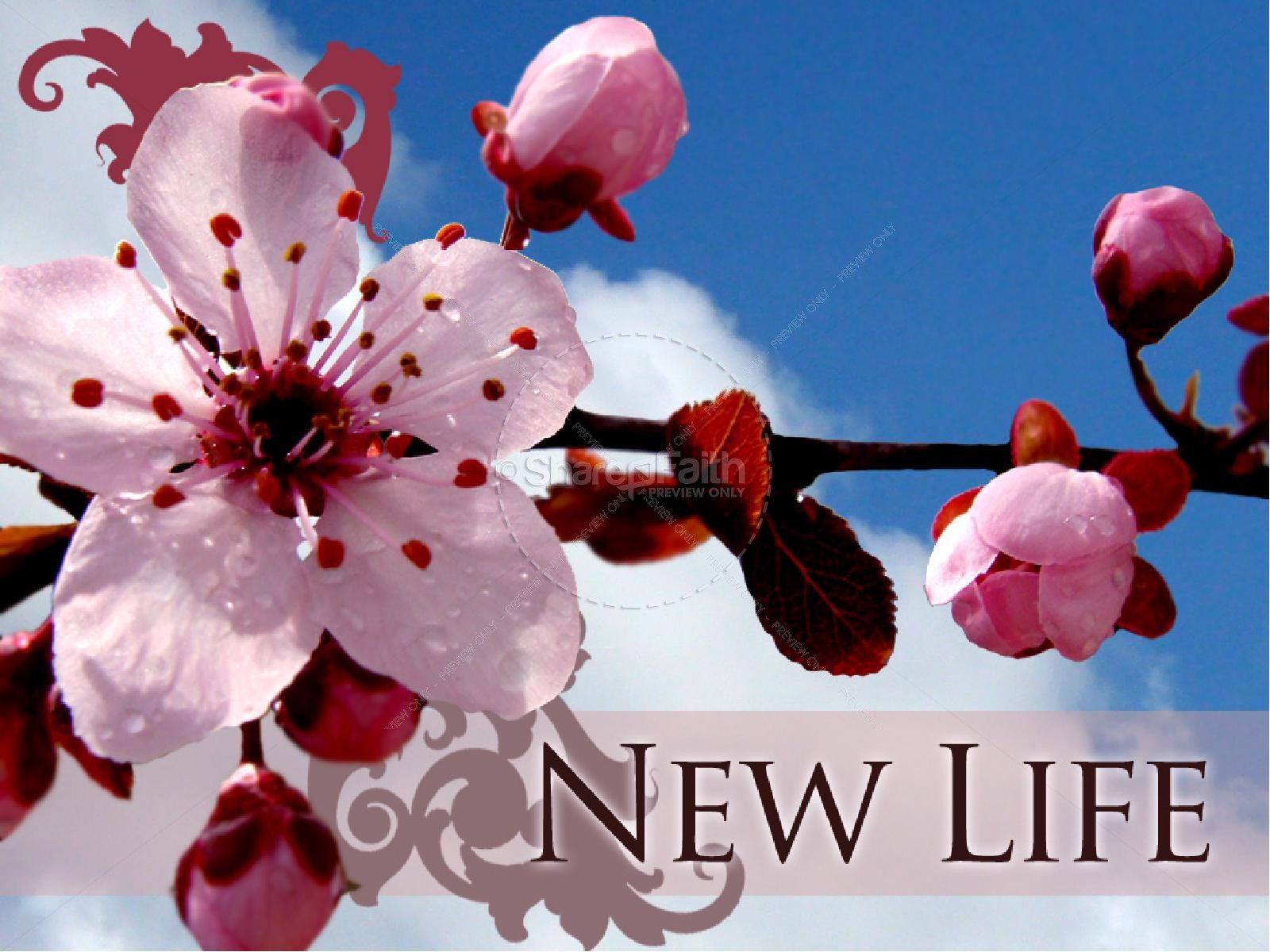 New Life with Blossoms Thumbnail 1