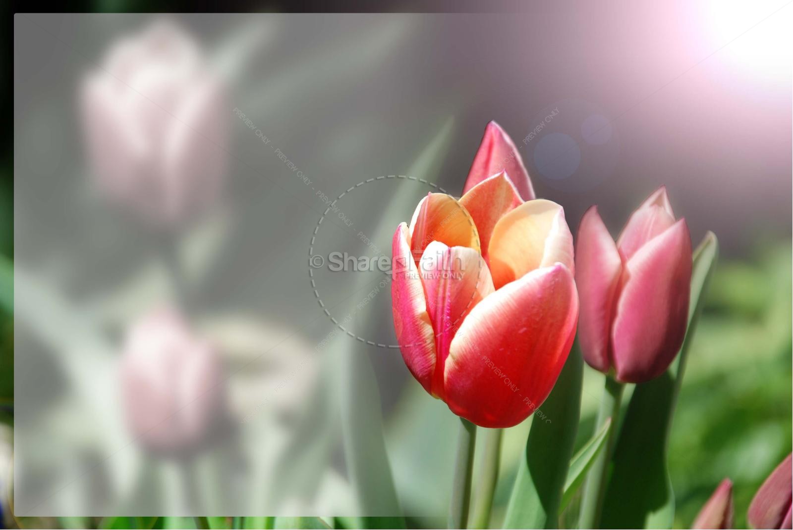 Beauty of God with Tulips Thumbnail 4
