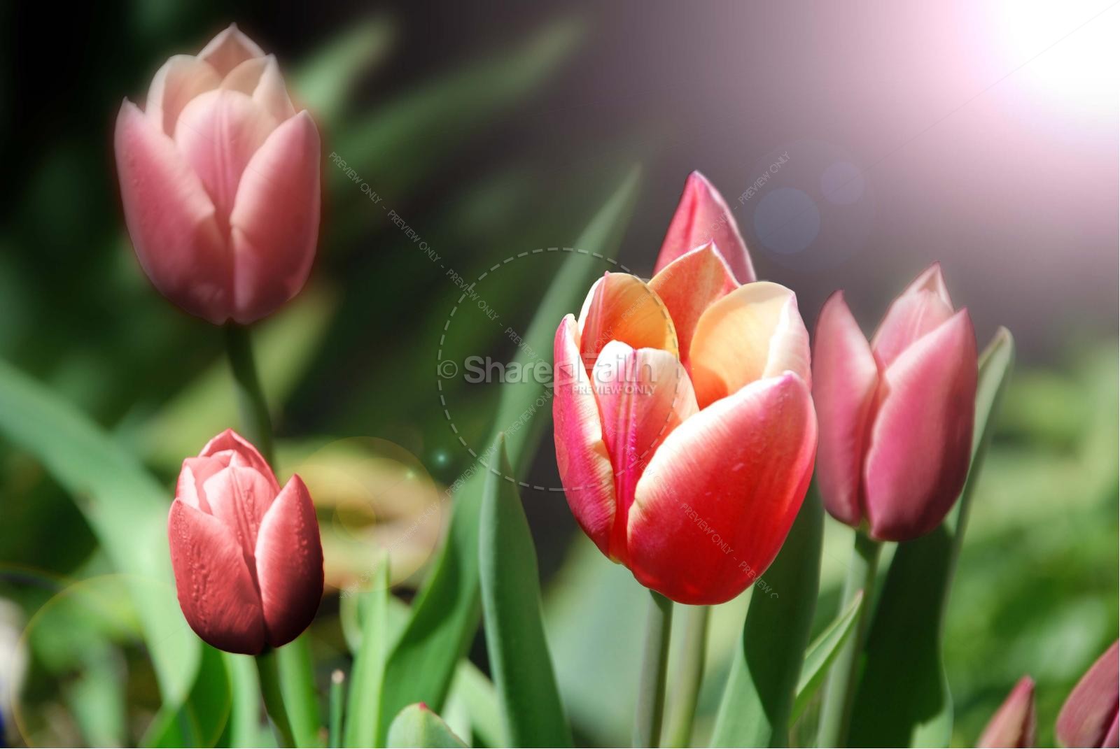 Beauty of God with Tulips Thumbnail 5