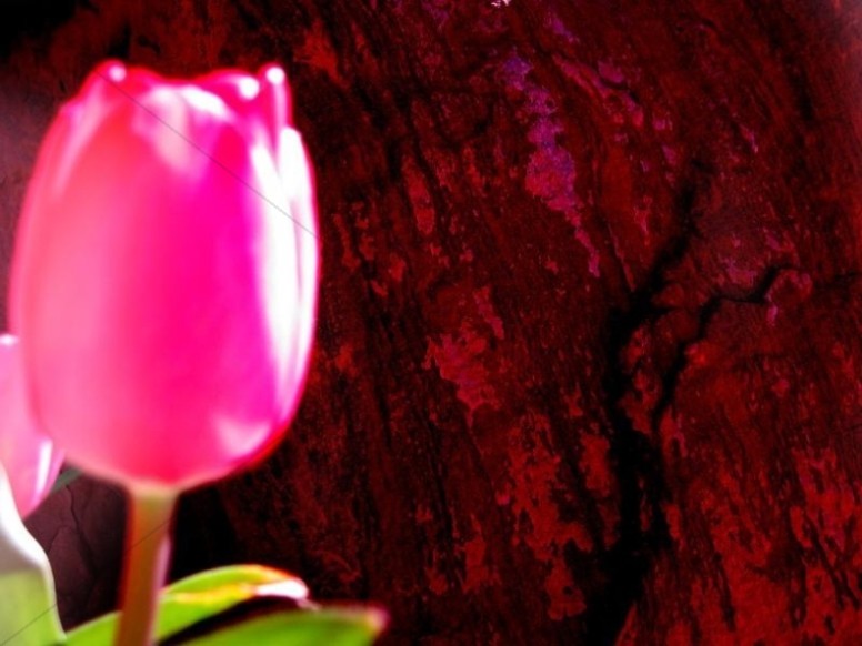 Bright Pink Rose Photo Thumbnail Showcase