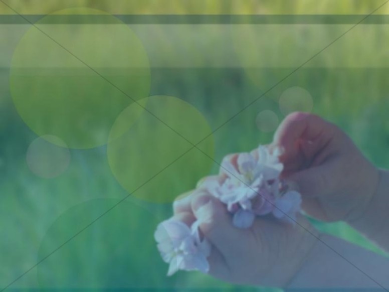 Baby Hands and Cherry Blossoms Photo Thumbnail Showcase
