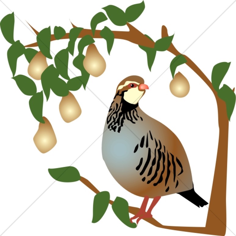 Partridge in a Pear Tree Clipart Thumbnail Showcase