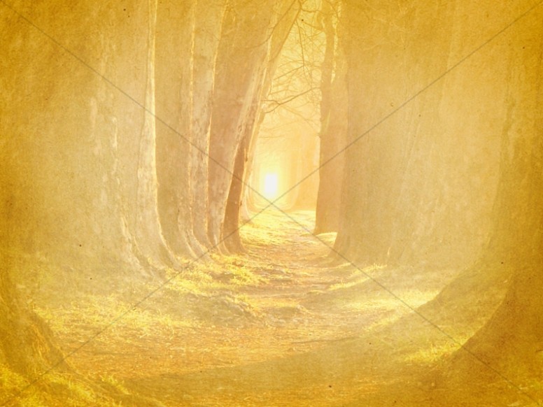 Forest Path Worship Background