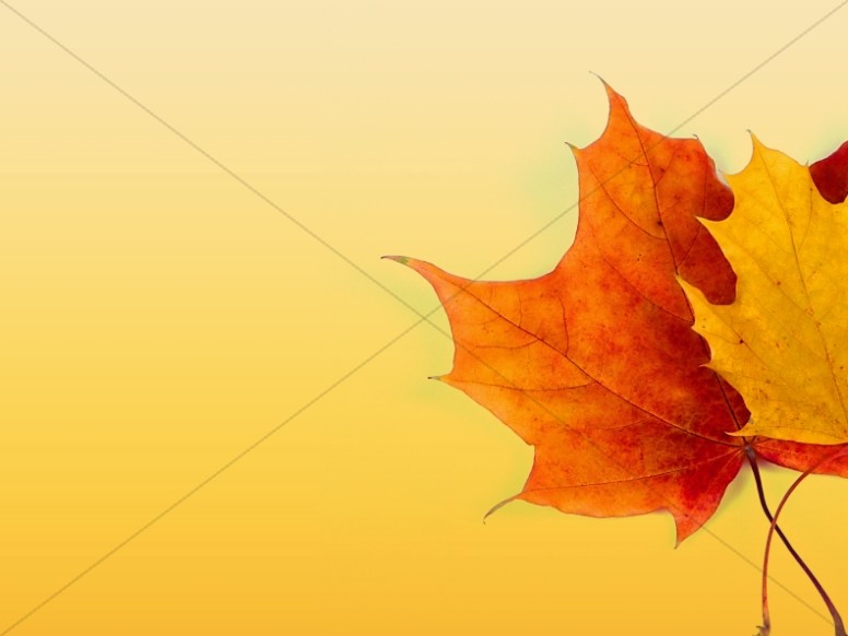 Fall Color Background Image