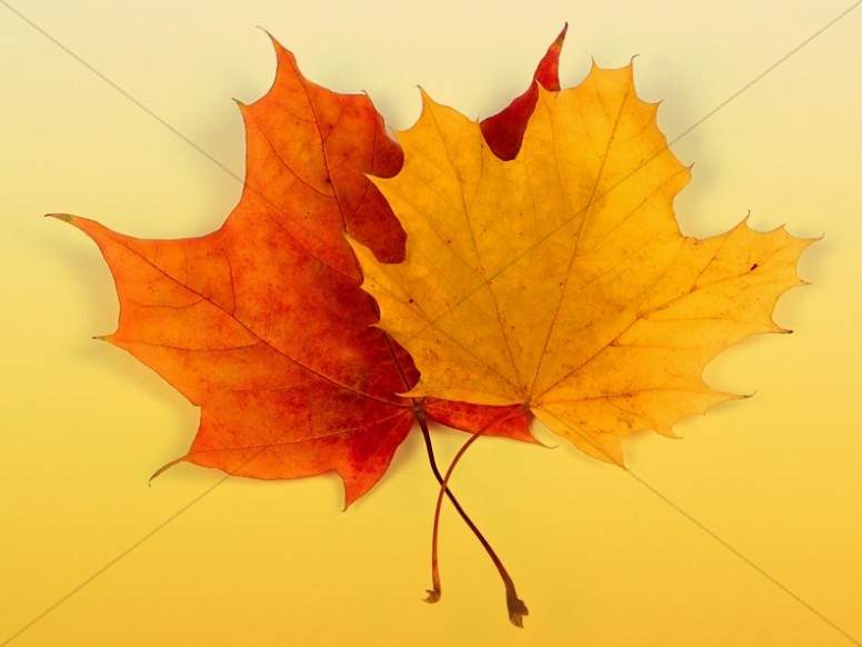 Maple Leaves Church Background Image