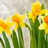 Spring Daffodils Email Image Thumbnail Showcase