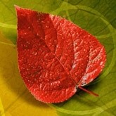 Single Autumn Leaf Email Image