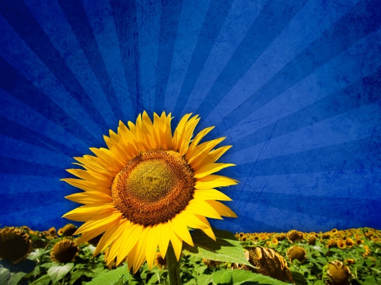 Sunflower Picture Worship Background Thumbnail Showcase