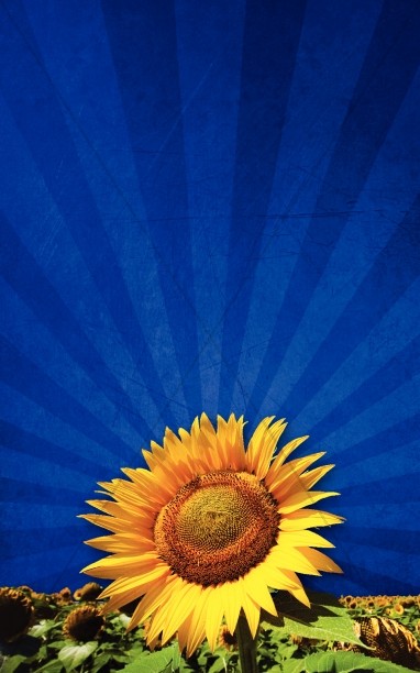 Sunflower Bulletin Cover Thumbnail Showcase