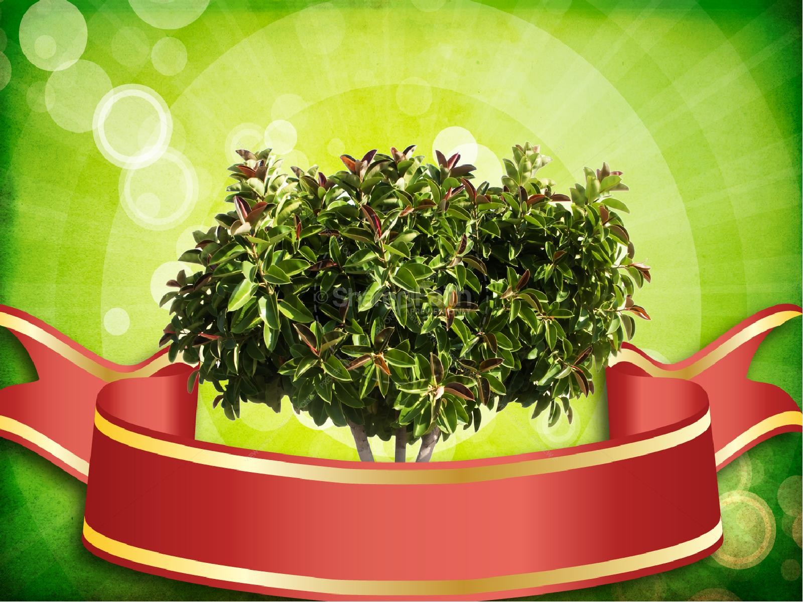 Barren Fig Tree PowerPoint