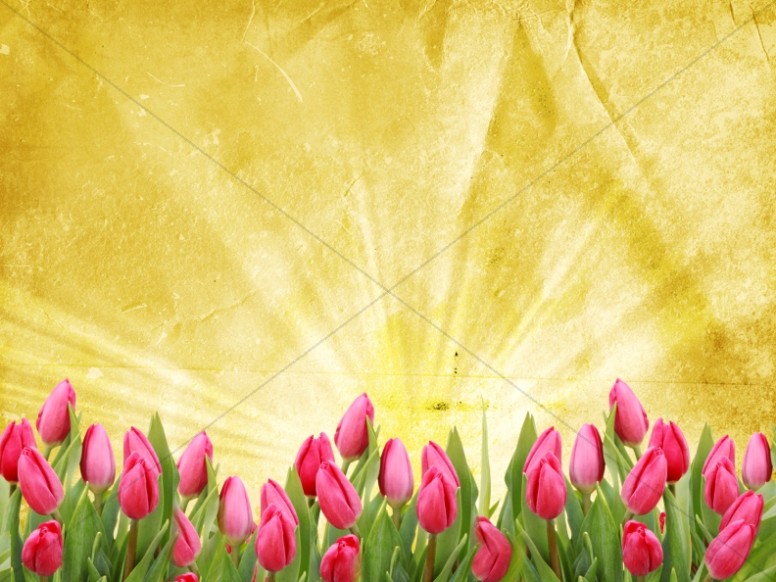 Tulip Background Template Thumbnail Showcase