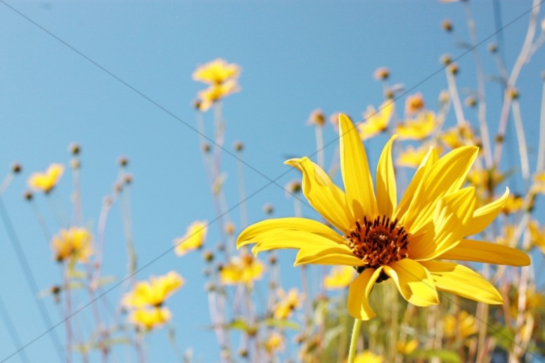 Flowers of the Field Religious Stock Images