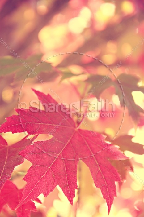 Autumn Leaf Christian Stock Photos | Top Christian Stock Photos and ...