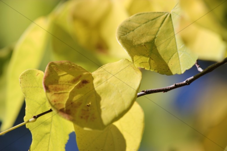 Yellow Leaves Ministry Stock Photo