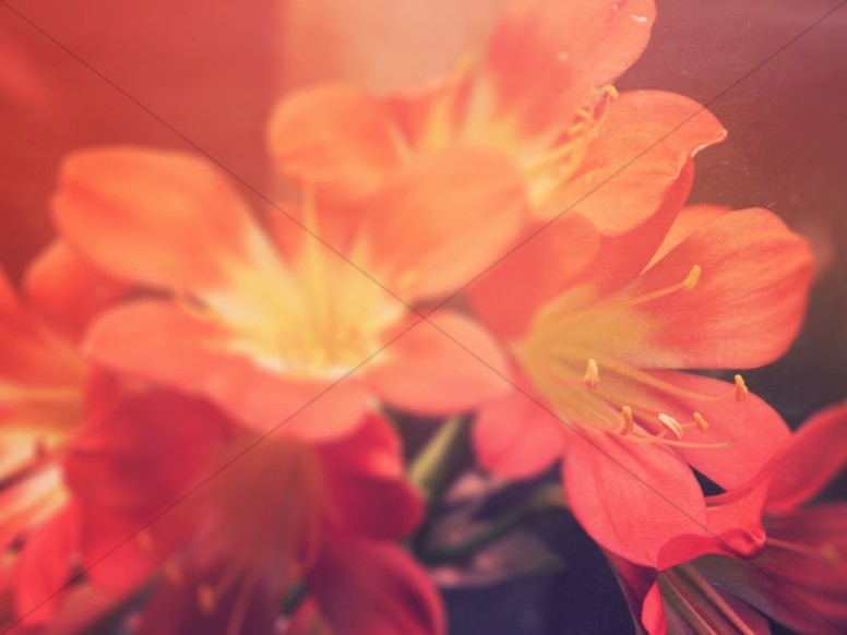Blooms of Spring Church Wallpaper Thumbnail Showcase