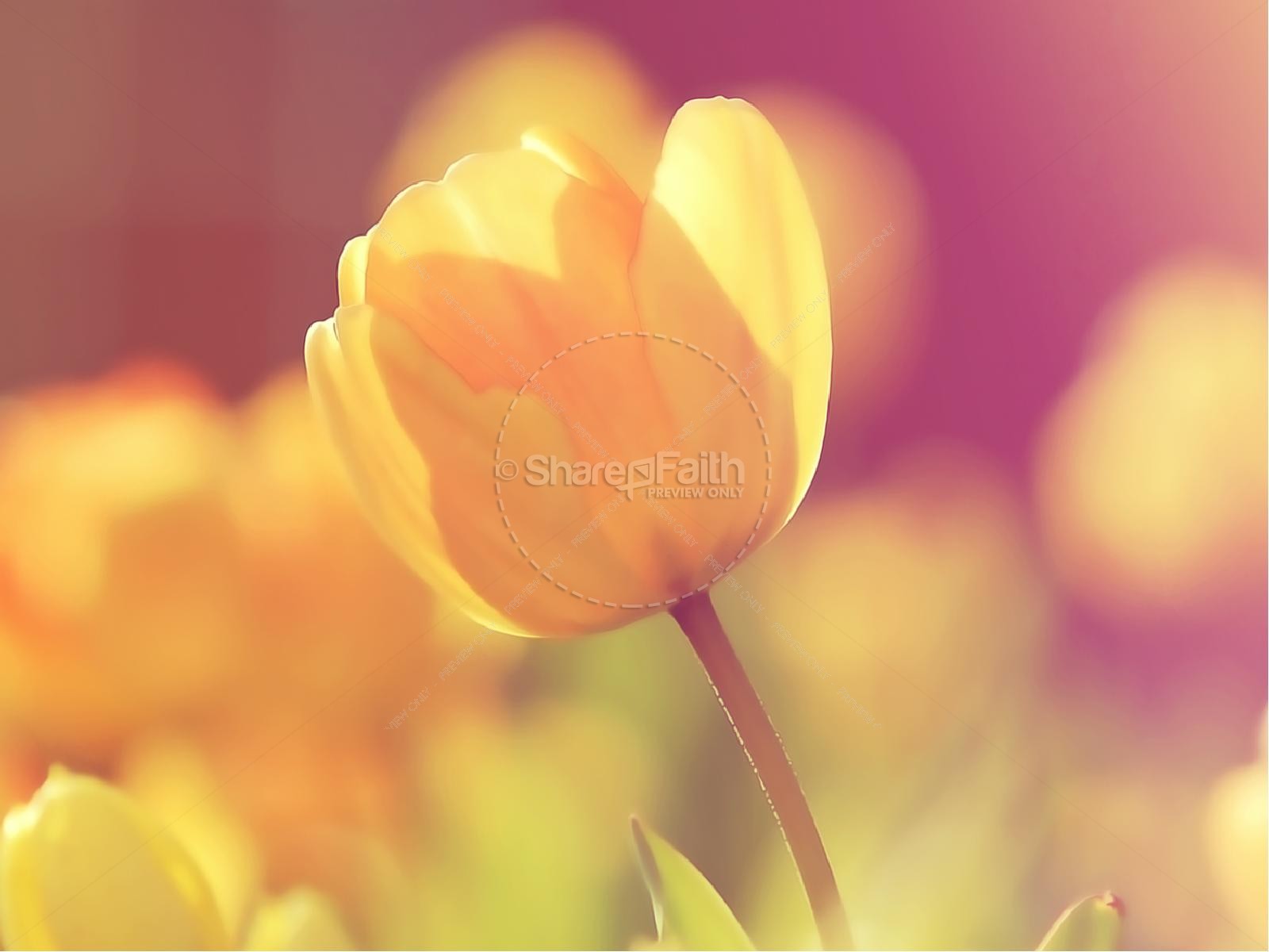 Yellow Tulip Mother's Day Church PowerPoint Thumbnail 8