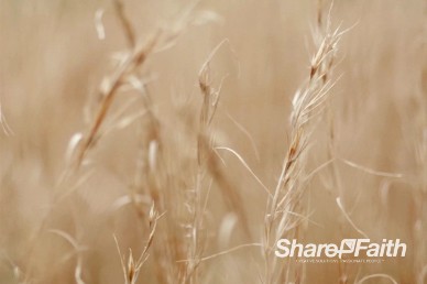 Wheat Stalks Worship Video Background