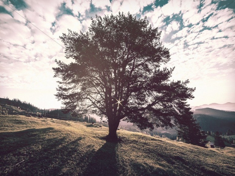 Tree on a Hill Church Worship Background