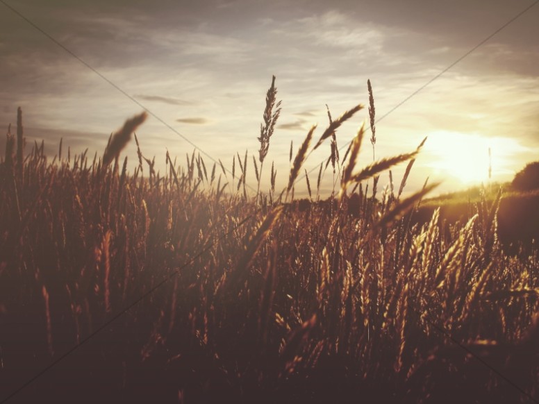 Sunset Over the Wheat Field Church Worship Background Thumbnail Showcase