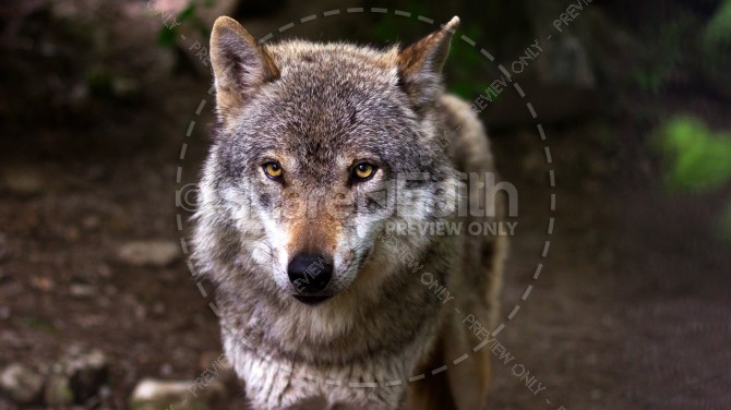 download avpr wolf predator download avpr wolf predator