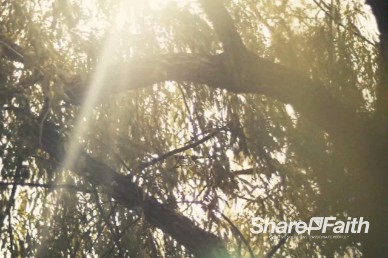 Sunlight Through Tree Branches Christian Motion Background