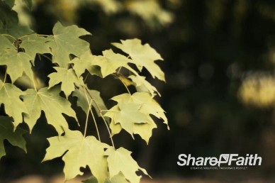 Swaying Leaves Background Video Worship Loop