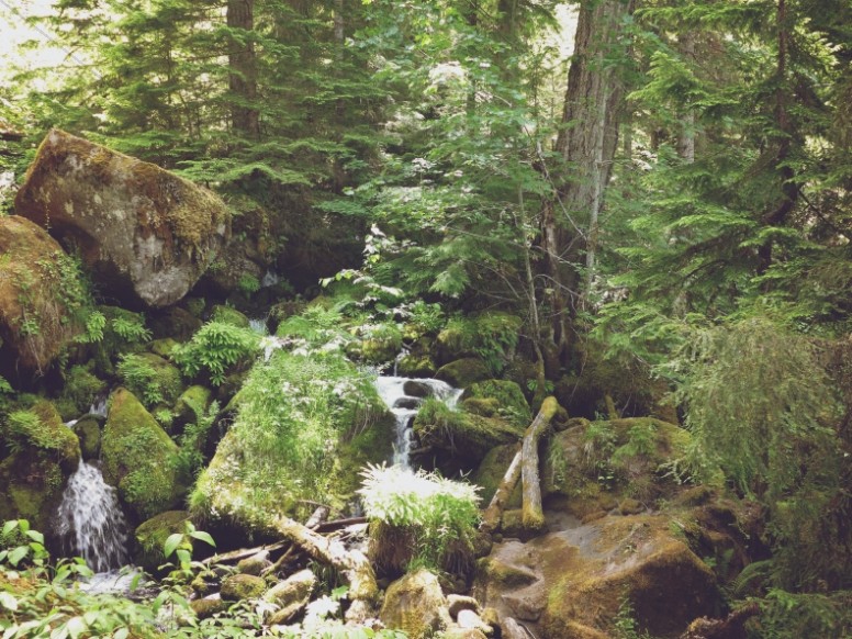 God's Forest Creation Worship Background Thumbnail Showcase
