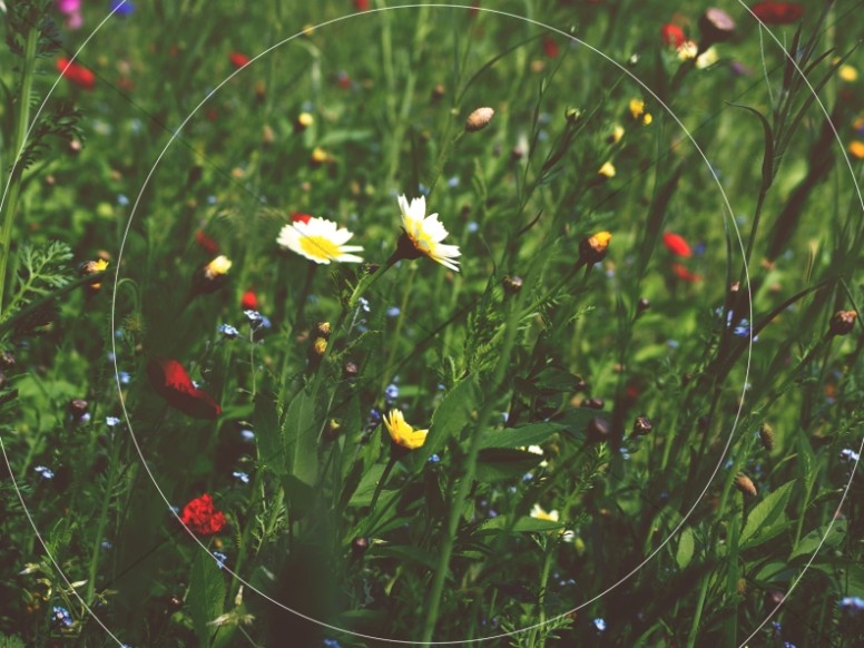Field Of Flowers Nature Background Thumbnail Showcase