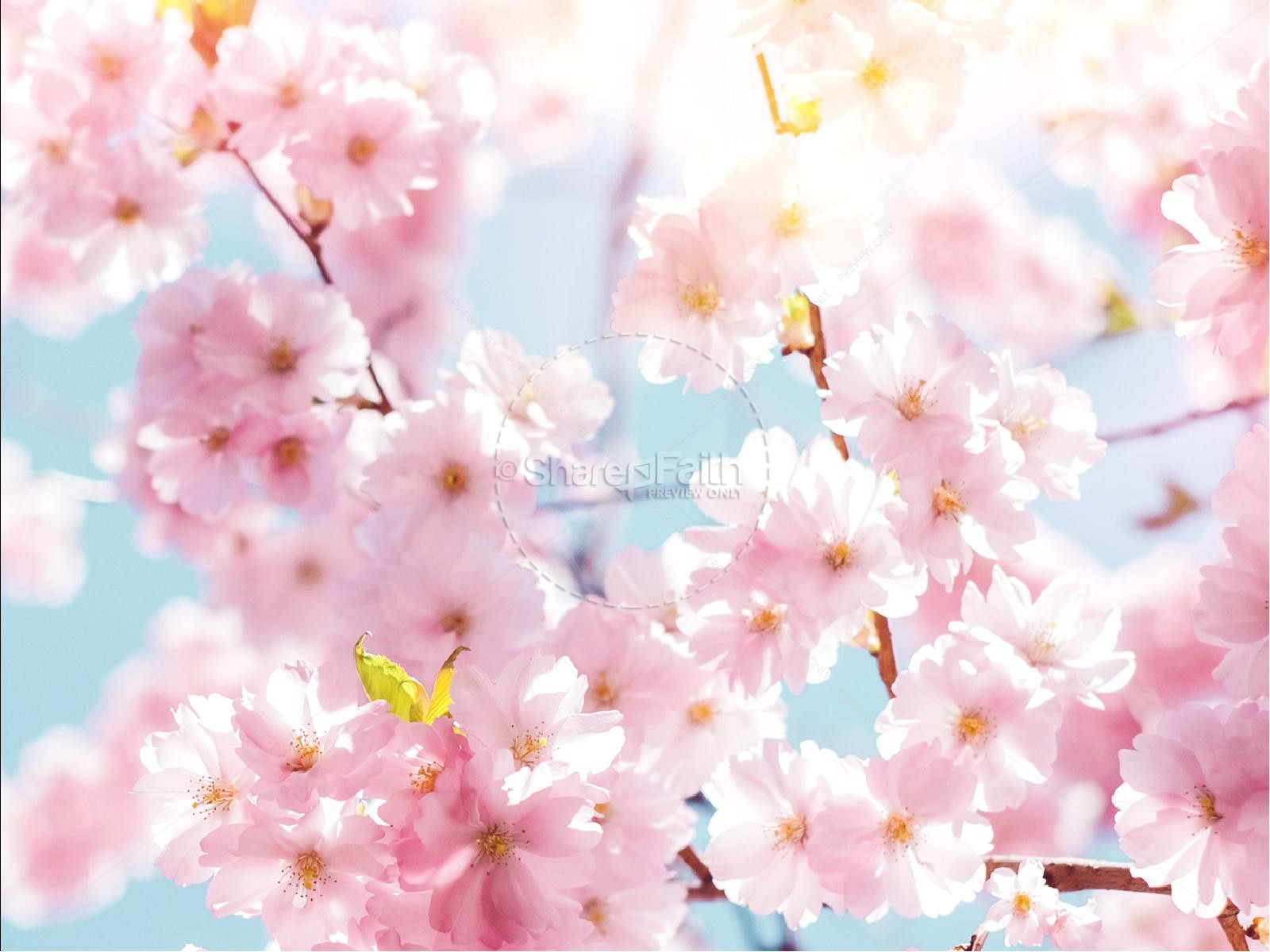Mother's Day Cherry Blossom PowerPoint Template Thumbnail 6