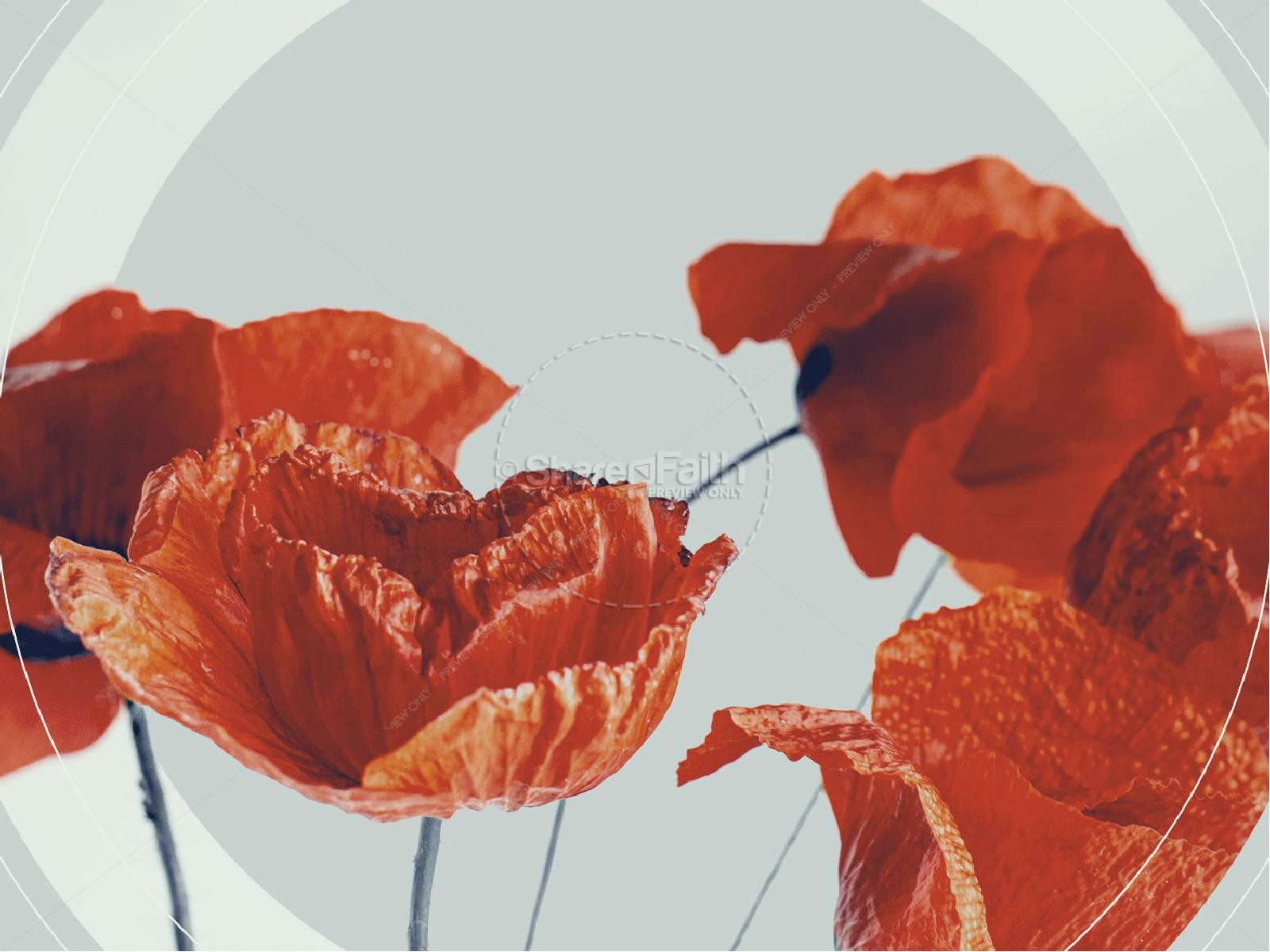 Remembrance Day Poppies Church PowerPoint Thumbnail 5