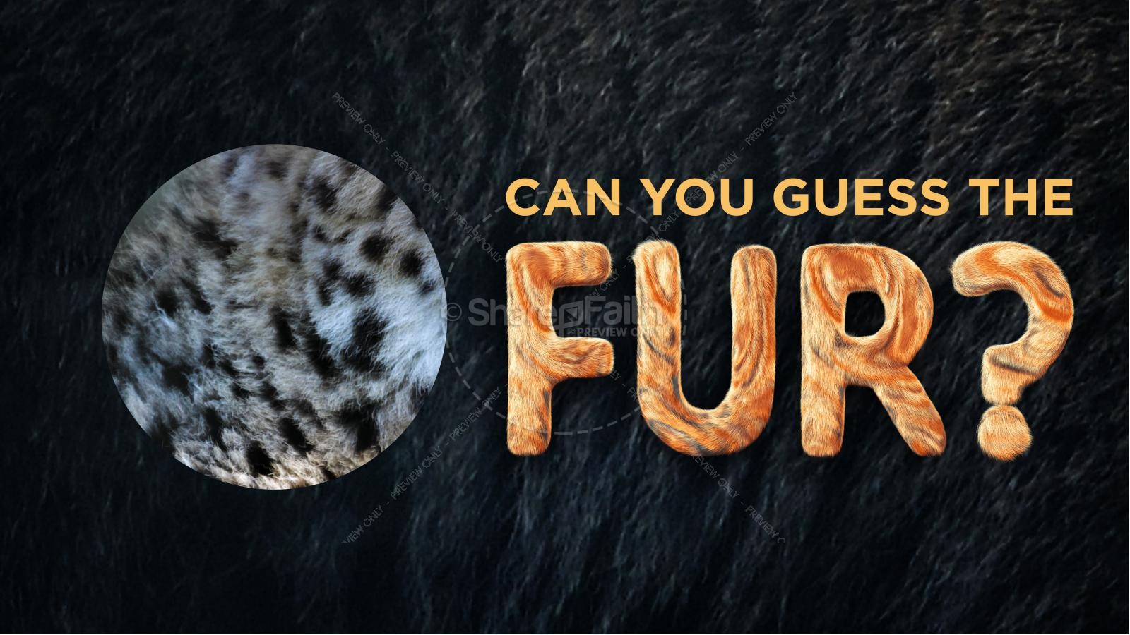 Wonder Fur PowerPoint Game Thumbnail 15
