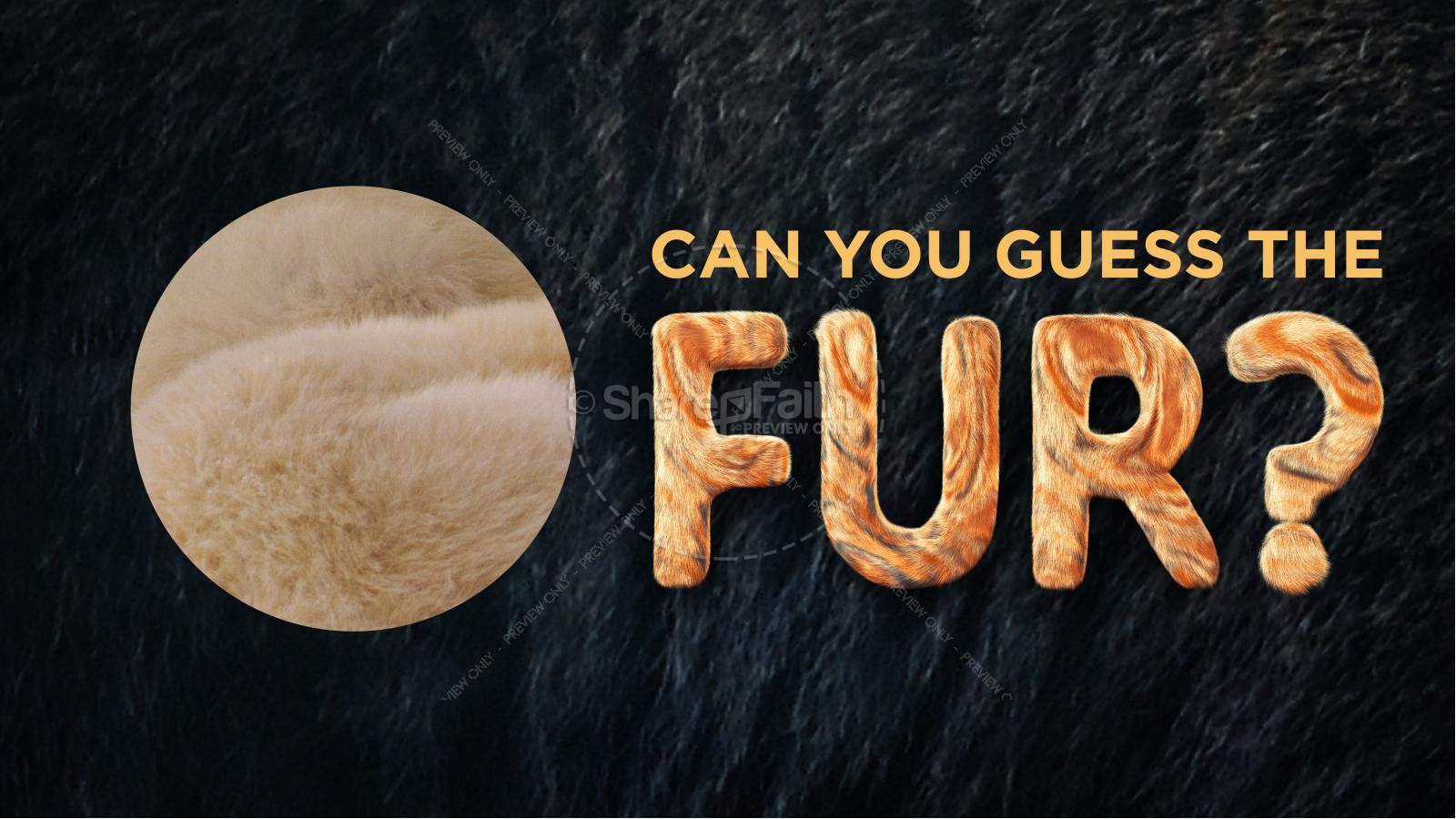 Wonder Fur PowerPoint Game Thumbnail 3