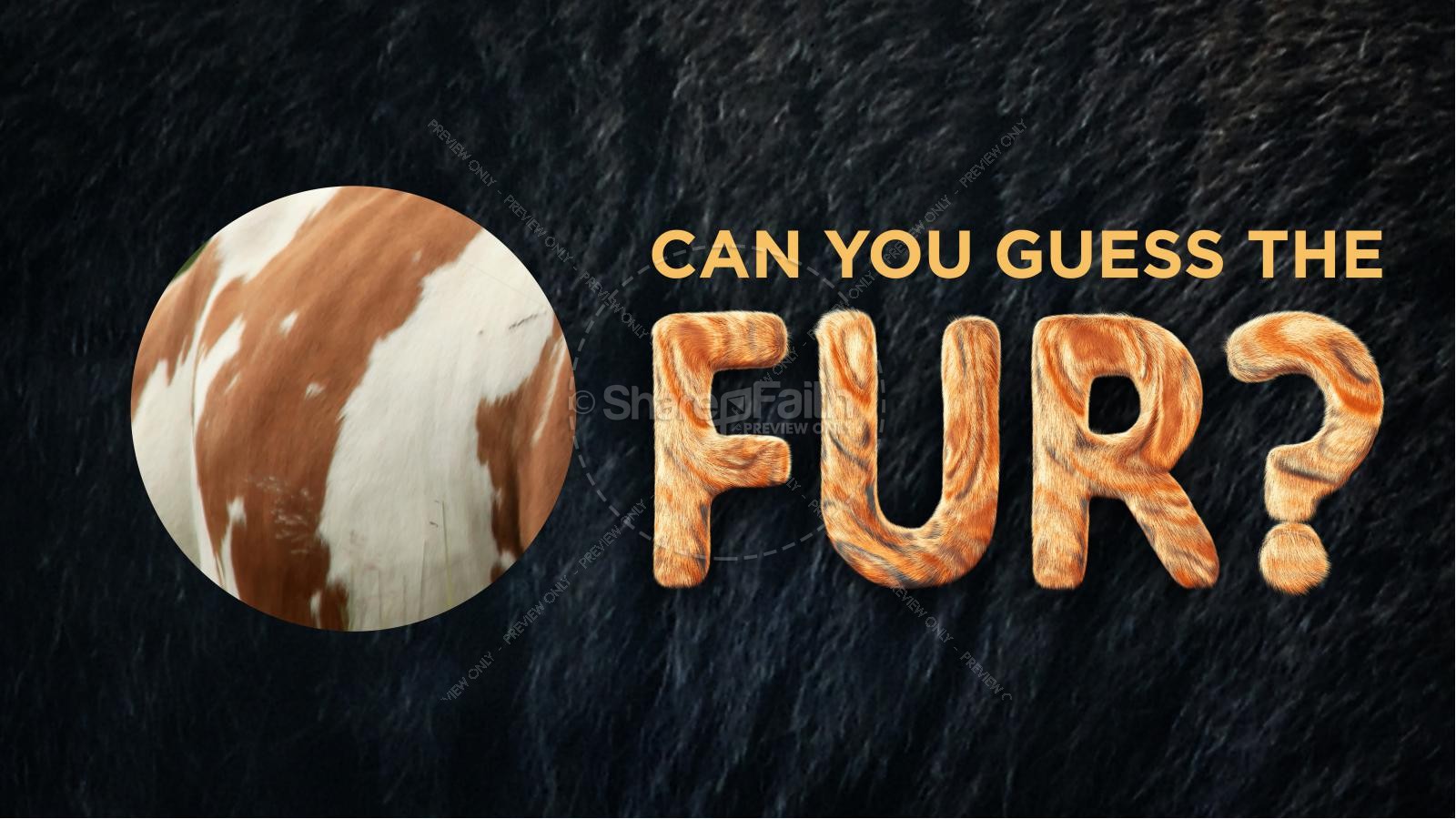 Wonder Fur PowerPoint Game Thumbnail 5