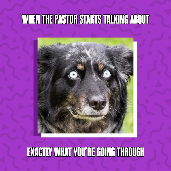 Dog Meme Sermon Social Media Graphic Thumbnail Showcase