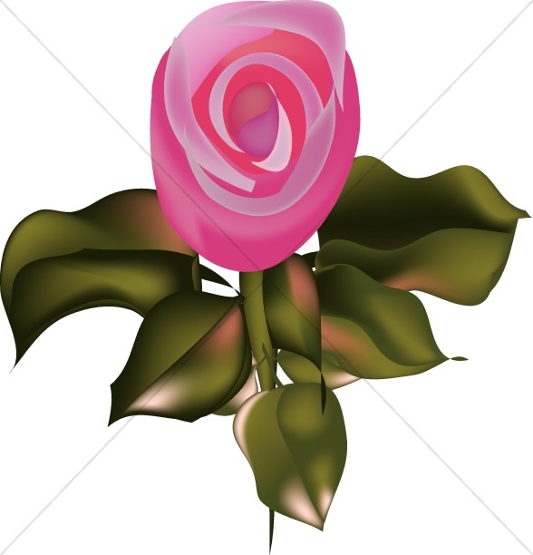 Pink Rose with Green Leaves Thumbnail Showcase