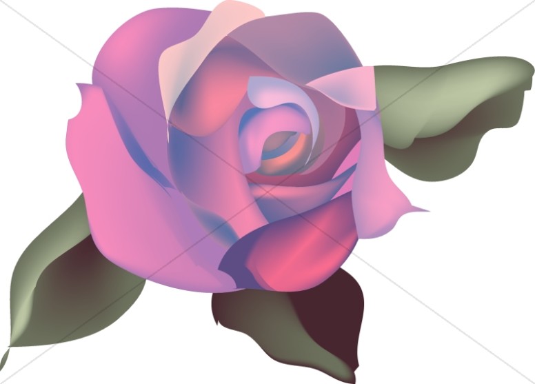 Pink and Purple Rose Blossom Thumbnail Showcase