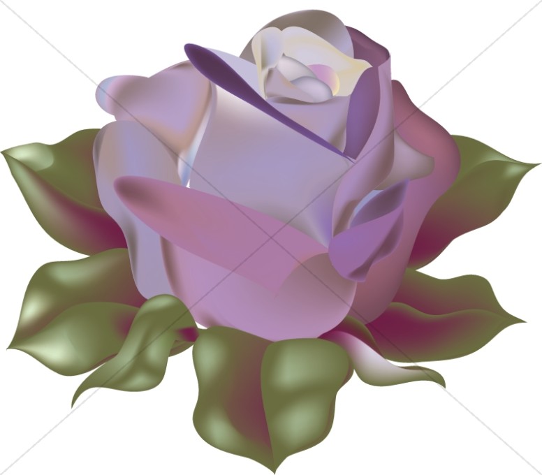 Blossoming Purple Rose Thumbnail Showcase