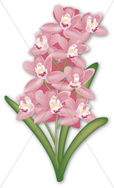 Pink Cymbidium Orchid for Tropical Event Thumbnail Showcase