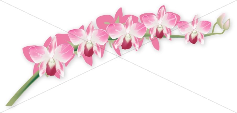 Pink Orchid Blossoms Thumbnail Showcase