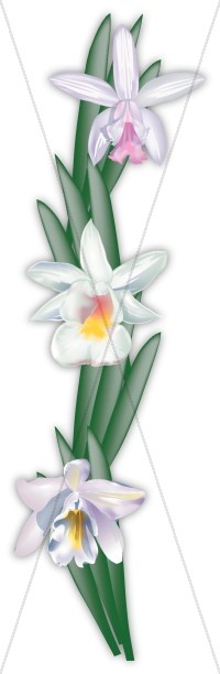 Cattleya Orchid Flowers in a Column Thumbnail Showcase