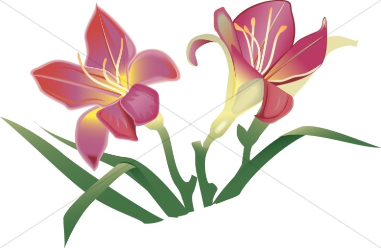 Easter Lillies in Pink Thumbnail Showcase